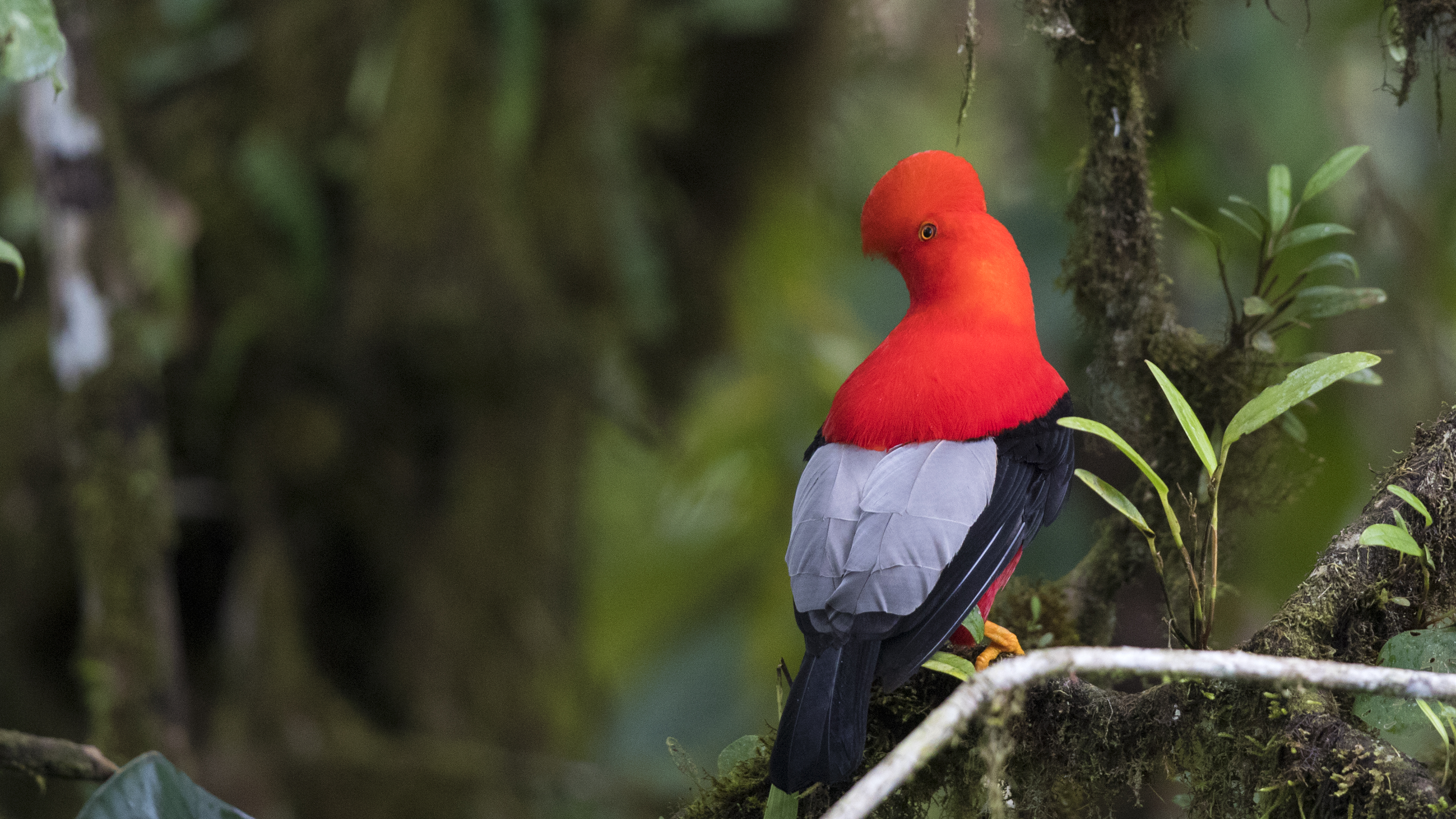 Andean Cock-of-the-rock